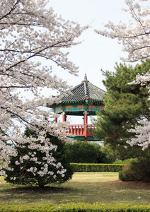 在盛开的树木后面的韩国亭子。