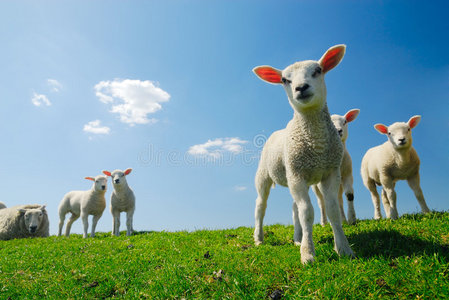 春天可爱的羔羊图片