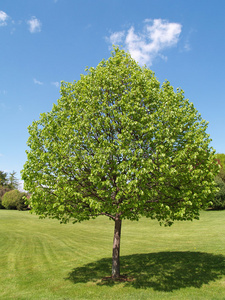 一棵有叶子的树在绿色的草坪旁照片