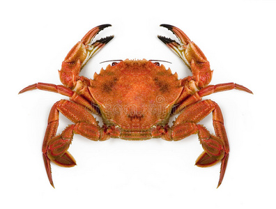 扇贝有氧拳击热身经典的老式拳击场孤立在白色背景上的红色棕色帝王蟹