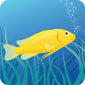 水下黄鳞鱼