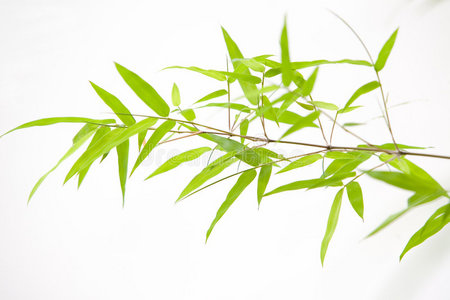 叶子图案叶子.竹叶竹叶竹叶画竹叶背景竹叶.竹叶