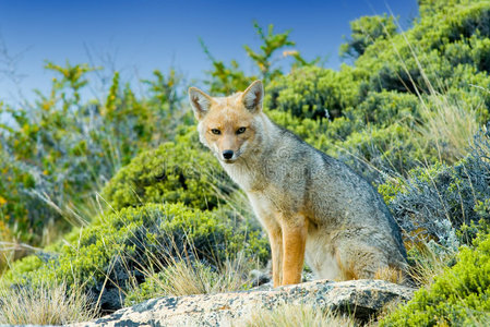 外部 狐狸 旅游业 卡皮奥 威斯康辛州 克鲁兹 拉丁语 动物群