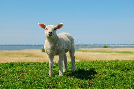 春天的羔羊