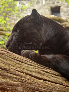 雄性美洲豹图片