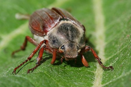 金龟子狒狒飞虫金龟子金龟子.埃及害虫控制,昆虫,农业.