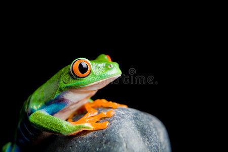 孤石上的红眼树蛙图片