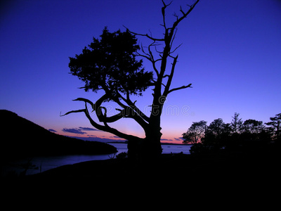 黄昏时的树影