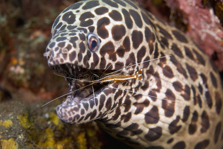 海鳗清虾