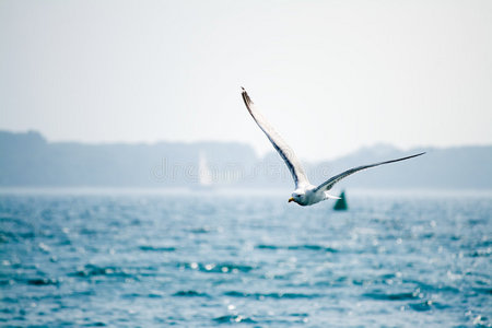 张开翅膀的海鸥图片