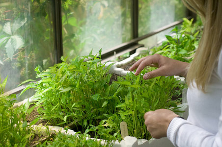 温室生物学家图片