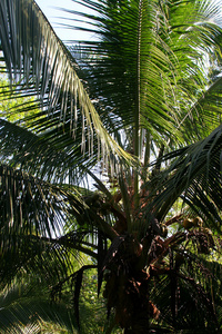 红蛙滩附近的椰树图片