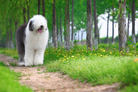 英国老牧羊犬