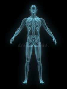 人蓝色的x光片.正视图.照片