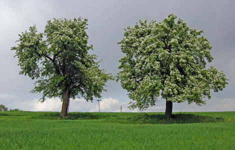 春天的两棵树图片