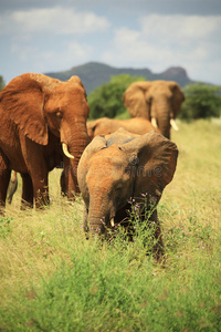 一群非洲象