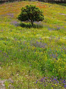 花园 美丽的 场景 乡村 小山 自然 国家 草地 紫色 颜色