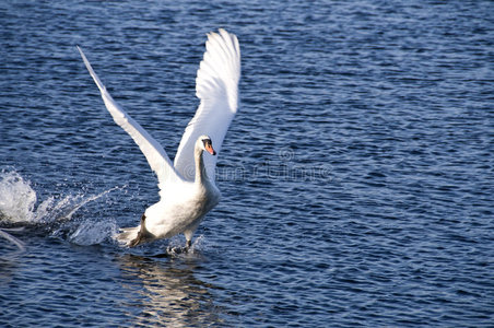 雪中起飞在加利福尼亚沙漠中的索尔顿海的鸟雪鹅海鸥鸟在 dufferent