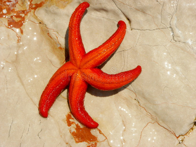岩石上的红海星