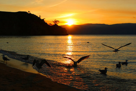 太阳海鸥