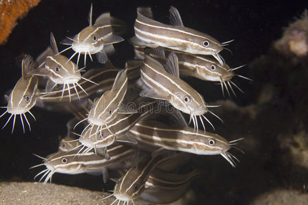 黑色的条纹的鱼条纹鳗鱼照片