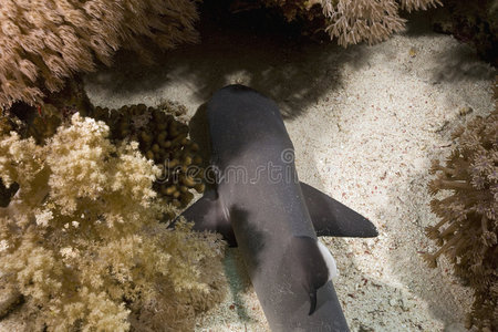 幼年白鳍礁鲨triaenodon obesus