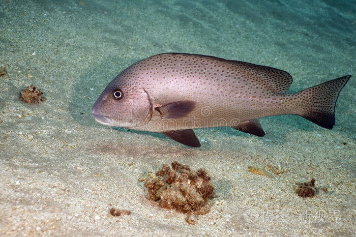 图案,黄貂鱼轮廓海洋与鱼黄鞍山羊角鱼和海洋条纹鲭鱼(rastrelliger