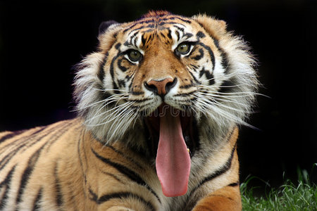 野兽的眼睛图片