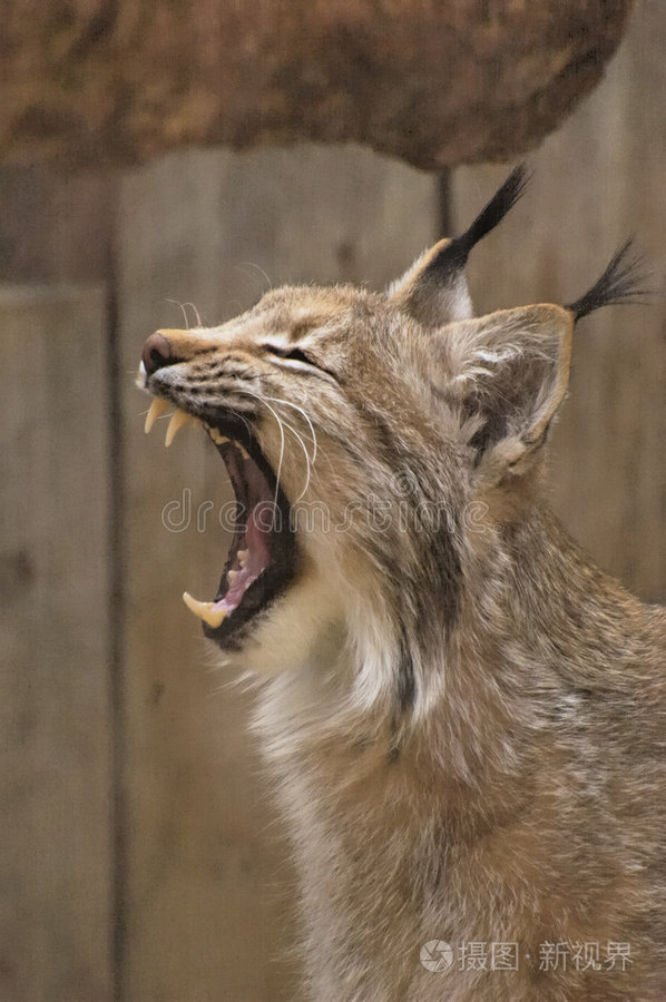 猞猁睡虎老虎青草上的白母狮猎豹野猫牙山猫豹纹狮子嘴豹子母狮咆哮