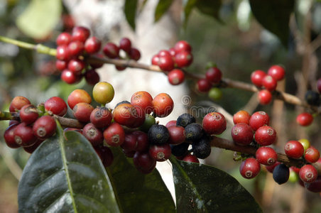 危地马拉咖啡树17