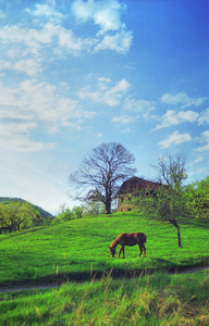 乡村马景