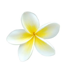 鸡蛋花png图片-鸡蛋花png素材-鸡蛋花png插画-摄图新视界