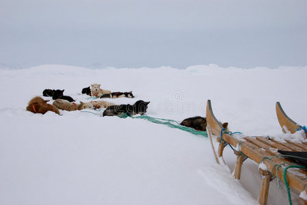 狗拉雪橇