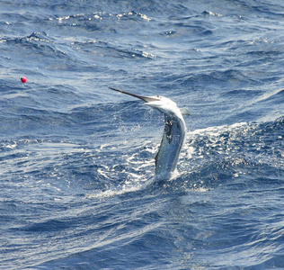 跳跃鱼旗鱼跳跃照片
