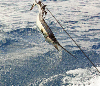 跳跃的鱼旗鱼跳跃照片