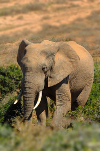 大象非洲象