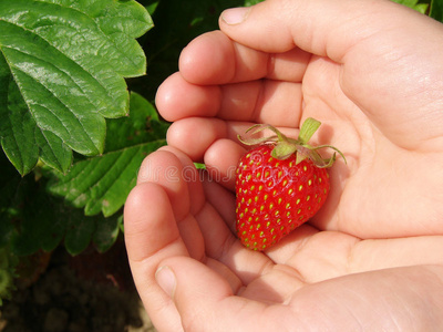 第一草莓