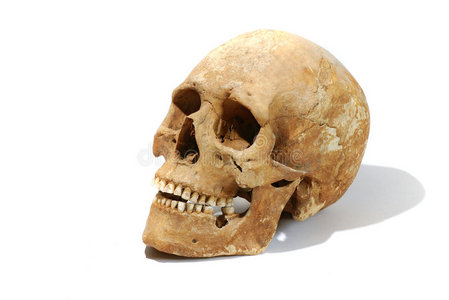 真正的人类头骨图片