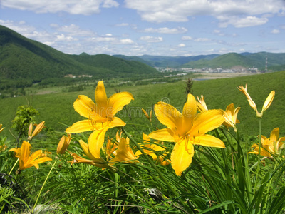 百合花