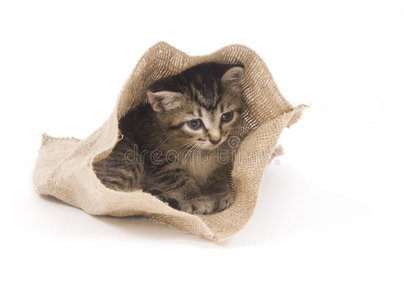 藏在袋子里的小猫