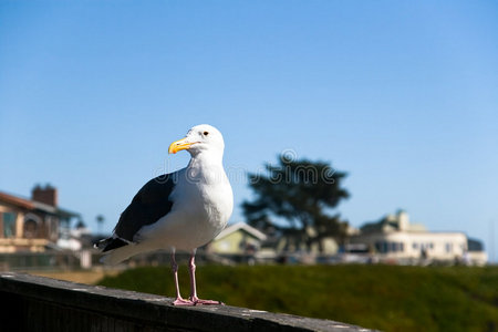 加利福尼亚海岸的海鸟