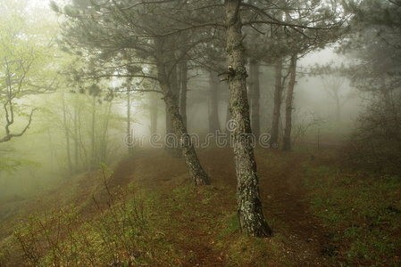 森林里的薄雾
