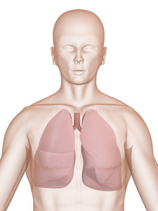 人肺