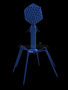 细菌病毒或噬菌体三维构想噬菌体病毒向一b一cteri一细胞著作生物学的