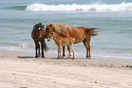 冰岛小马驹图片