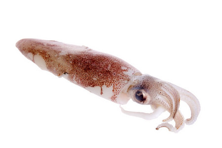 捕捞鱿鱼图片-捕捞鱿鱼素材-捕捞鱿鱼插画-摄图新视界