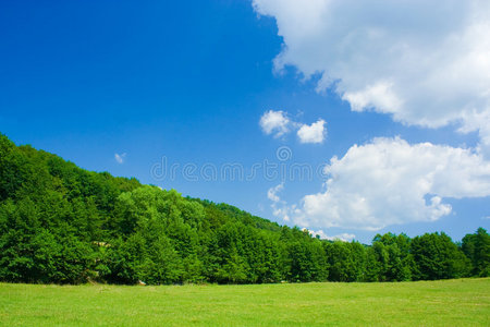 森林和牧场景观