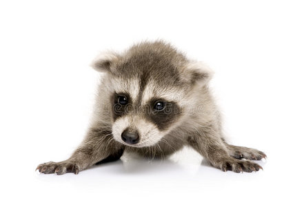 雪花,缅因州浣熊小猫婴儿浣熊套装-用于婴儿淋浴或婴儿到达卡小浣熊在