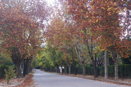 秋日绿树成荫图片