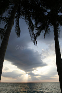 棕榈树夕阳